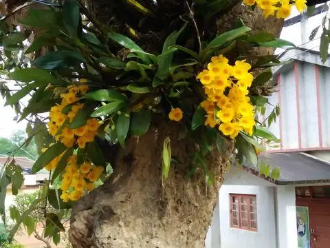 primary pic orchid 480x360.jpeg